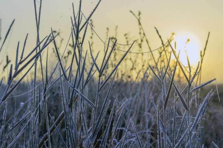 Ночью заморозки, днём дождь. Синоптики рассказали о погоде в ЛНР 24 апреля