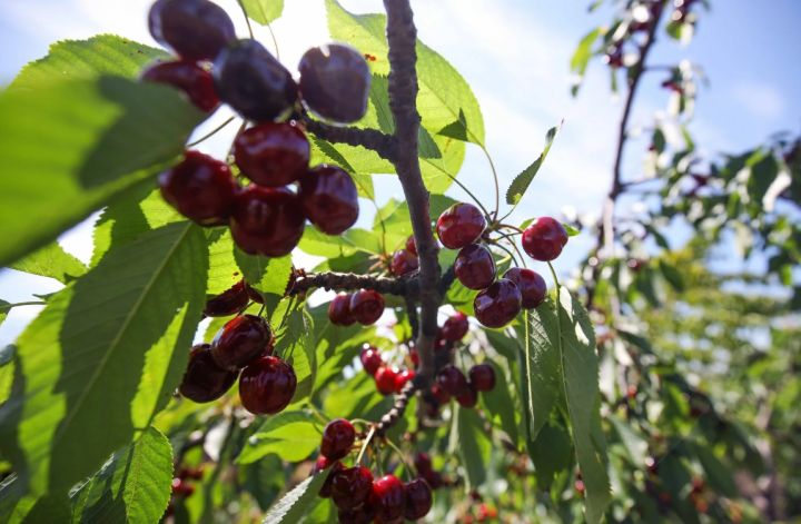Из-за заморозков в РФ под угрозу попал урожай черешни