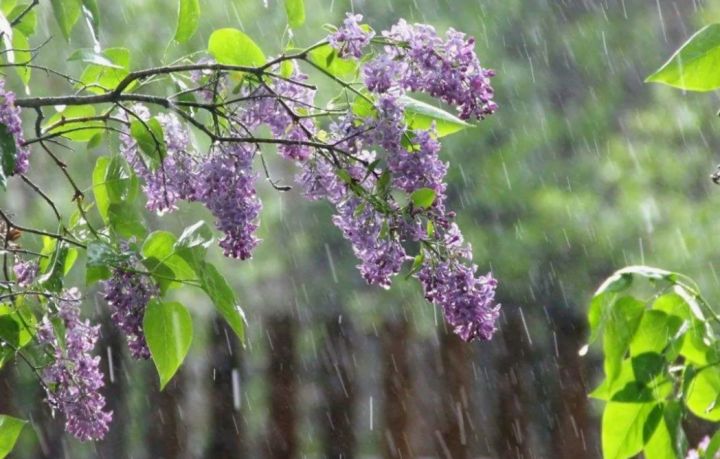 Дождь с грозой и до +26: какая погода ожидается в ЛНР на Вербное воскресение?