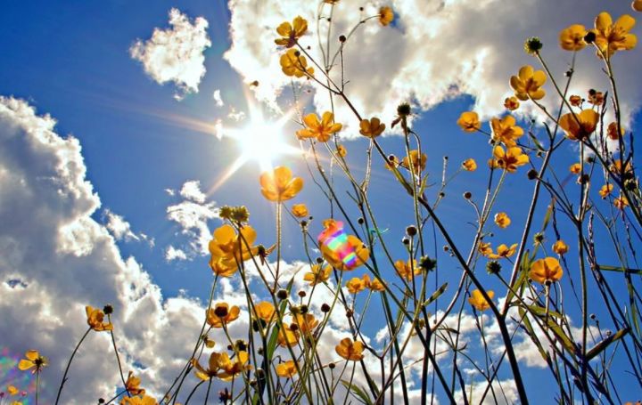 Ночью до +3, днём ветрено и тепло. Какая погода ожидается в ЛНР 1 мая?