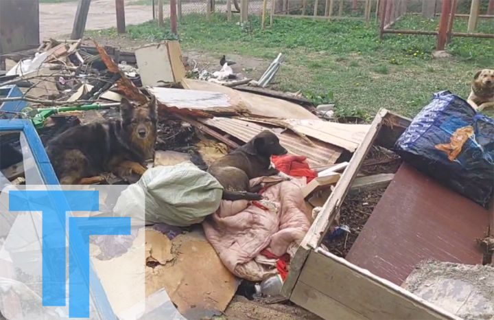 Отстрел собак провели неизвестные в Свердловске. Решит ли он проблему?