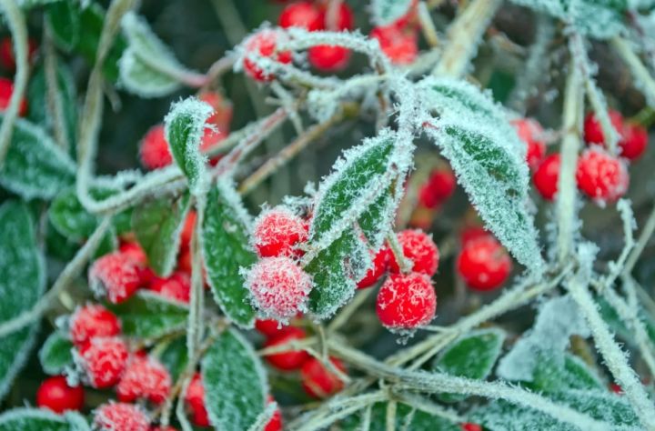 Экстренное предупреждение: заморозки до -5 ожидаются в ЛНР в период с 3 по 5 мая