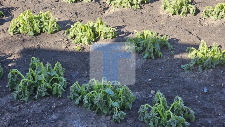 Заморозки ударили в ночь на 5 мая в ЛНР: чем это обернулось для будущего урожая?