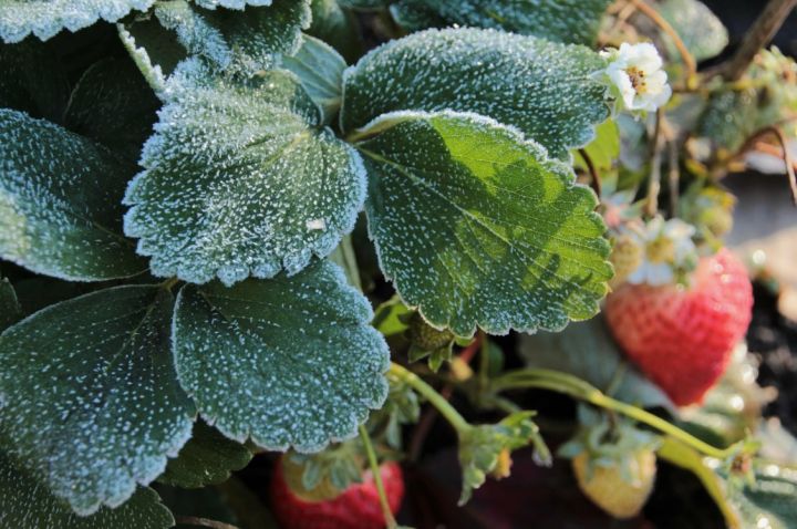 Заморозки - всё или ждём новые? Температура в ЛНР в ближайшие дни опять начнёт падать