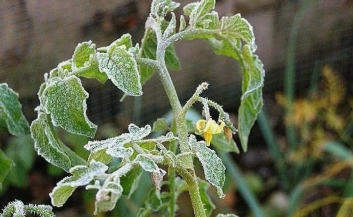 Как огородникам в ЛНР уберечь растения и рассаду от заморозков? Отвечают эксперты