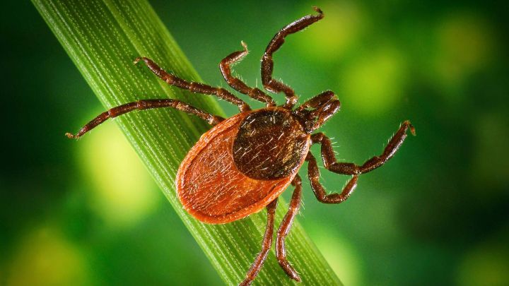 Ученые назвали «любимую» группу крови клещей