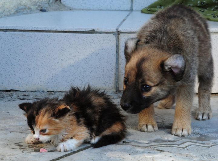 Эксперт разъяснил, правда ли, что теперь запрещено кормить кошек в подвалах