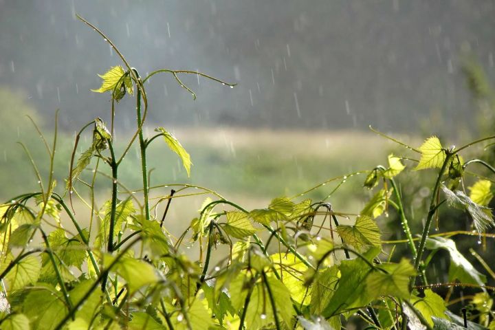 Выходные в ЛНР начнутся с заморозков и дождя: подробный прогноз погоды