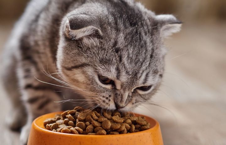 В сухом корме для кошек, ввозимом в ЛНР, выявили опасные компоненты