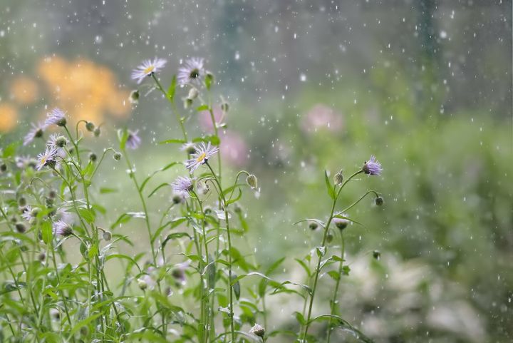 На смену заморозкам пришли дожди. Синоптики рассказали о погоде в ЛНР 16 мая