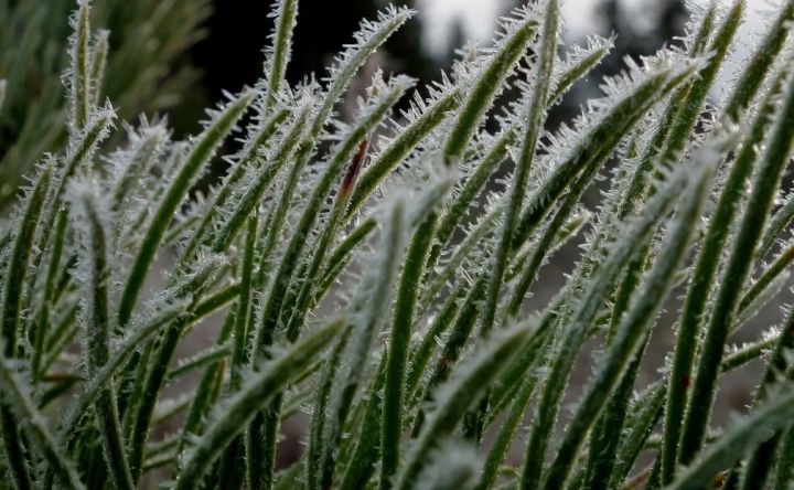 В Ростовской области ввели режим ЧС на фоне заморозков, аграриям пообещали компенсацию за погибшие посевы