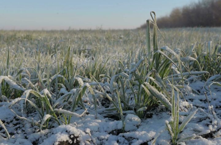 Заморозки прошли, а последствия остались: как спасти пострадавшие от погоды садовые растения?