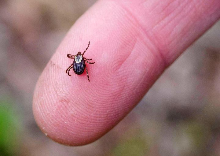 Названы российские регионы с самыми опасными клещами