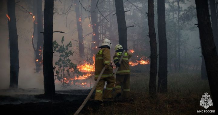 В ЛНР продолжают гореть поля: МЧС напомнило об уголовной ответственности за умышленный поджог