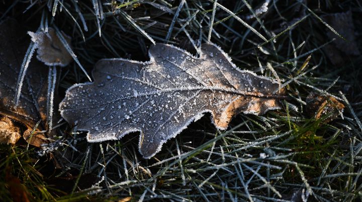 В ЛНР из-за майских заморозков пострадали 5-7% посевов сельхозкультур: правительство ввело режим ЧС