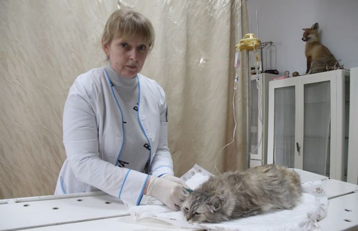 Врач лечит человека, а ветеринар – человечество