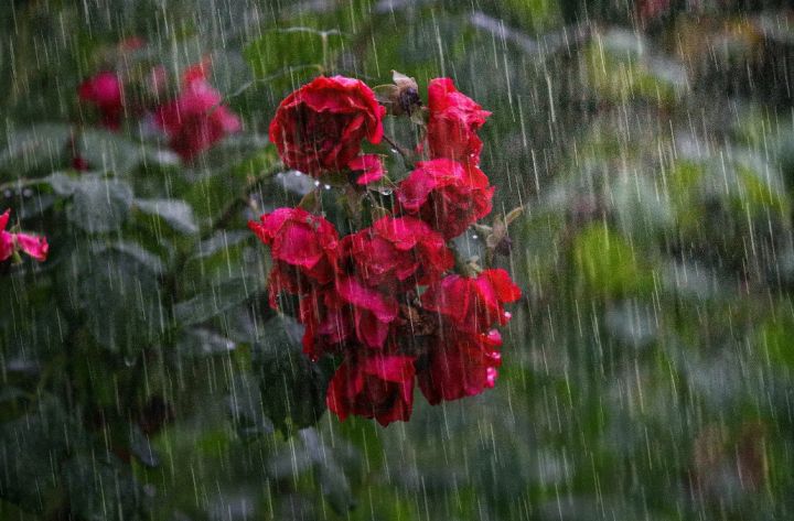 Местами дождь с грозой и слабый ветер ожидается в ЛНР 15 июня
