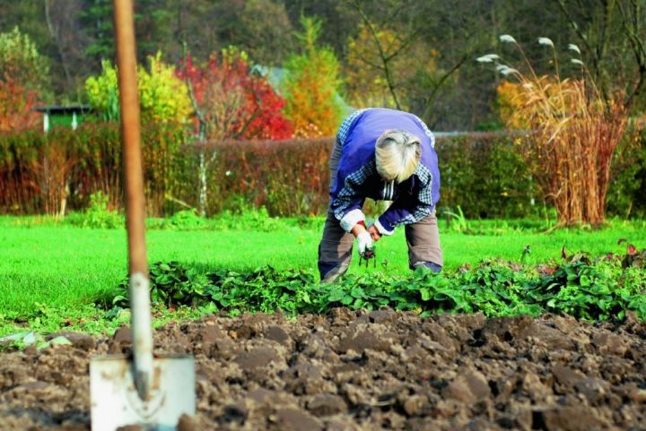 Садоводы в России и ЛНР могут получить штрафы за мусор, выращивание растений и не только