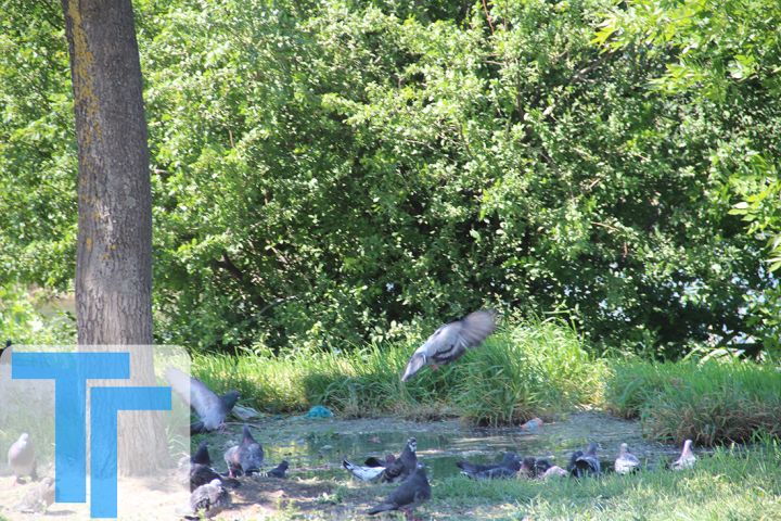 Чья канализация, стекающая в Свердловске уже много лет? Ищем ответ у «Луганскводы» и Роспотребнадзора