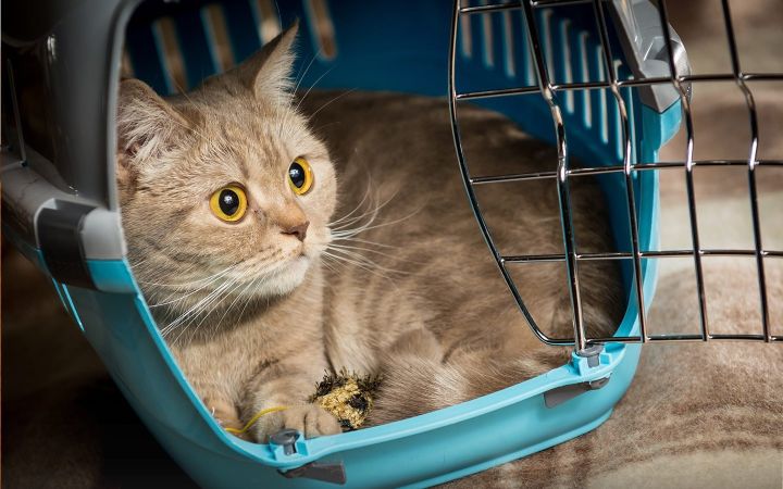 Водитель автобуса выбросил больную кошку, которую везли на операцию в Ростов: животное погибло