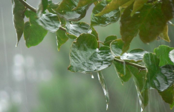 Дождливо и ветрено: синоптики рассказали о погоде в ЛНР 25 июня