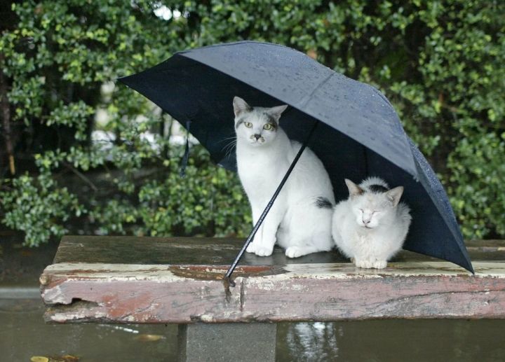 Похолодание до +9 ночью ожидается в ЛНР 26 июня