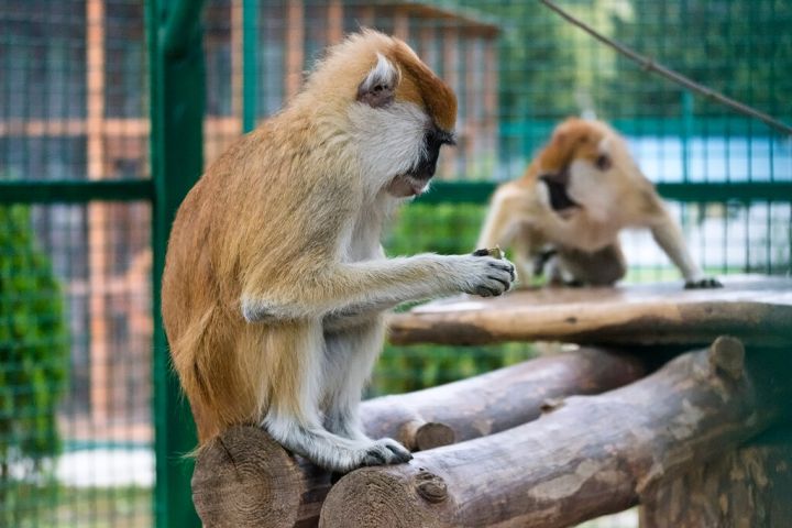 У Парка им. 1 мая не выявили разрешения для содержания животных: продолжит ли работу зооуголок?
