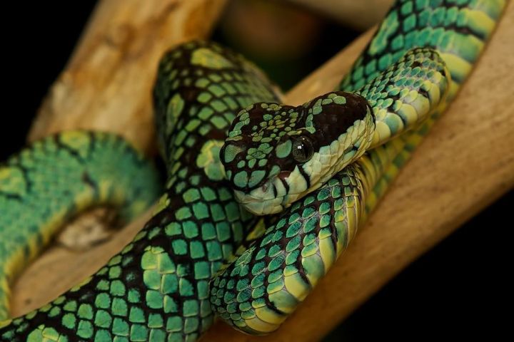 В Индии мужчина насмерть закусал напавшую на него змею