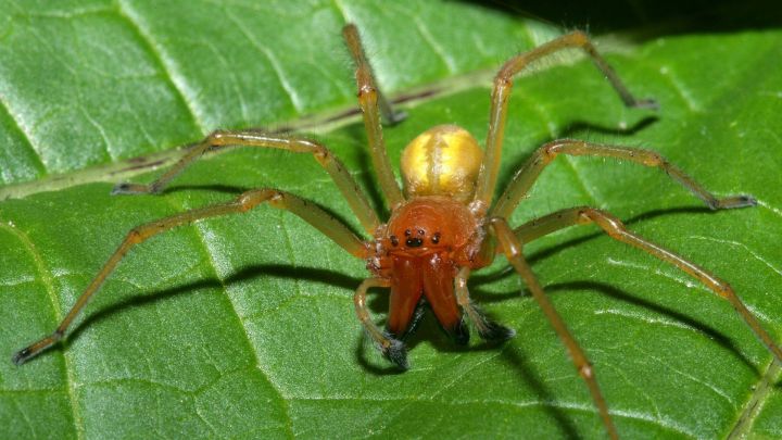В одном из районов ЛНР обнаружили вид паука, который опасен для детей и стариков