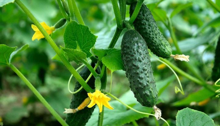 В России девочка получила сотрясение мозга из-за удара огурцом