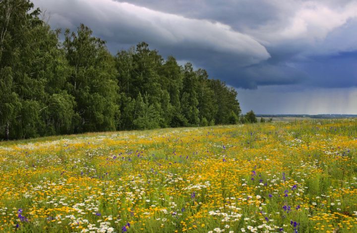 Температура будет ниже 30: синоптики рассказали о погоде в ЛНР 24 июля