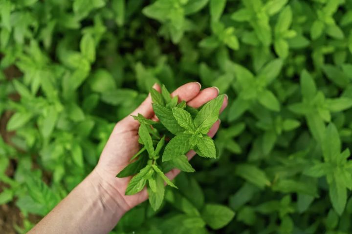 Дачникам в ЛНР может грозить штраф до 300 тыс. руб. за выращивание некоторых популярных растений