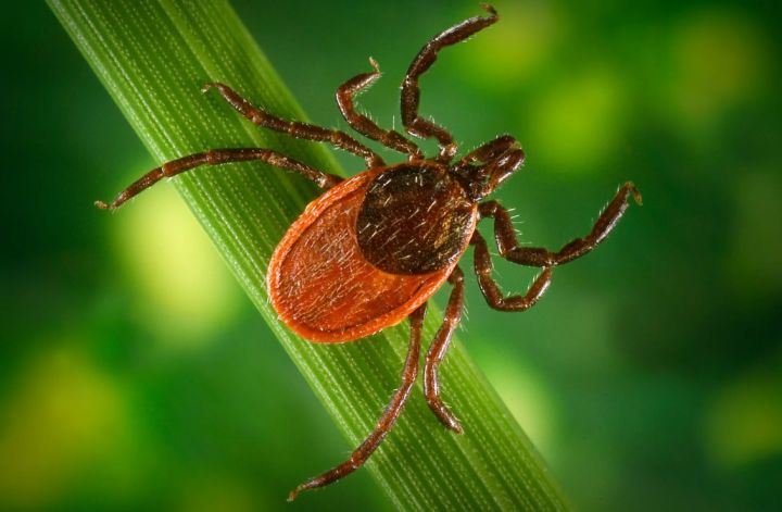 Есть ли в ЛНР клещи, которые переносят боррелиоз? Разъяснили в Роспотребнадзоре