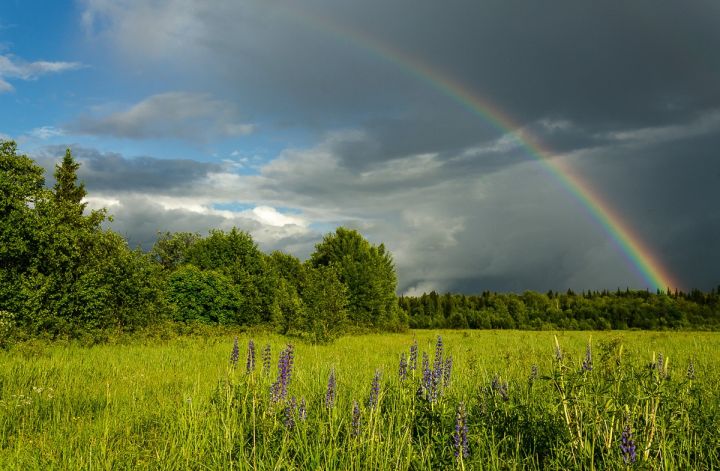 Дождь с грозой и ветром ожидается в ЛНР: прогноз погоды на 8 августа