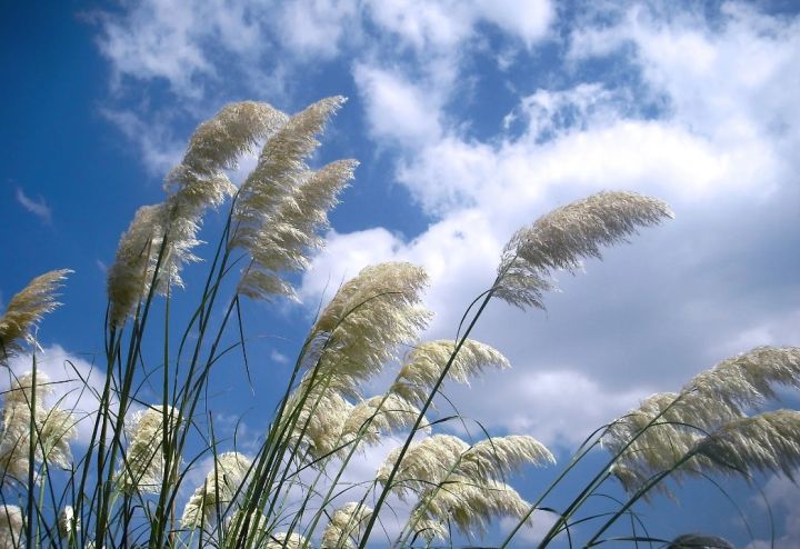 Опять будет жарко: прогноз погоды в ЛНР на 15 августа