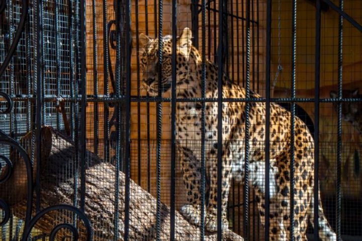 Новые вольеры и животные: луганчанам рассказали, как преобразится зоопарк после переезда