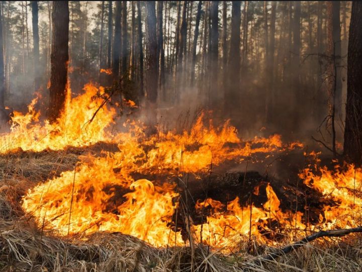 Пожары не отступают: жителям ЛНР запретили ходить в леса