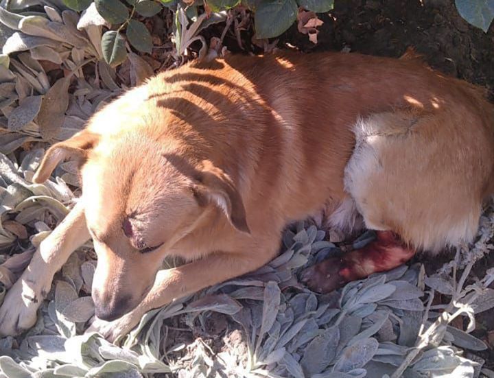 В Краснодоне неизвестный сбил пса и оставил животное умирать: горожане объединились для спасения собаки