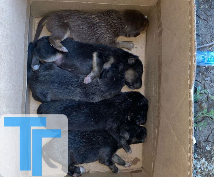 Миссия – подобрать, вылечить, выкормить, пристроить: как работает Свердловский приют «Котопёс»