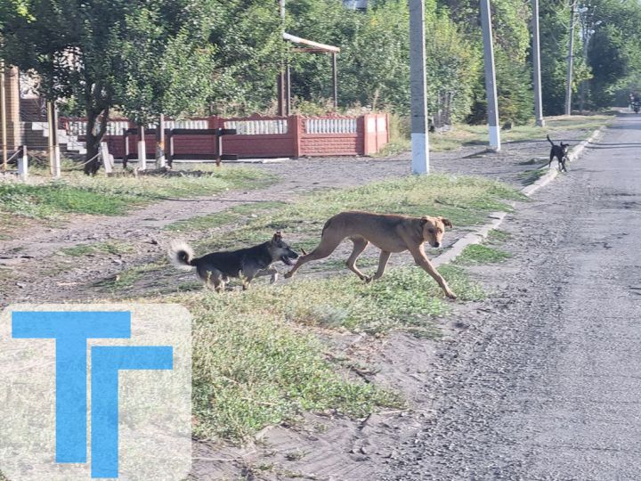 Кто решит «бродячую» проблему в Свердловске? Как горожане страдают от нападок животных