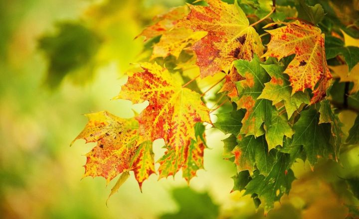 Ночью - туман, днём - ветер и жара: прогноз погоды в ЛНР на 12 сентября