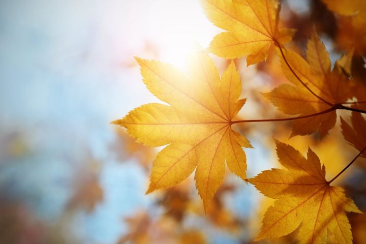 Сильный ветер и жара: синоптики сделали прогноз погоды в ЛНР на 14 сентября