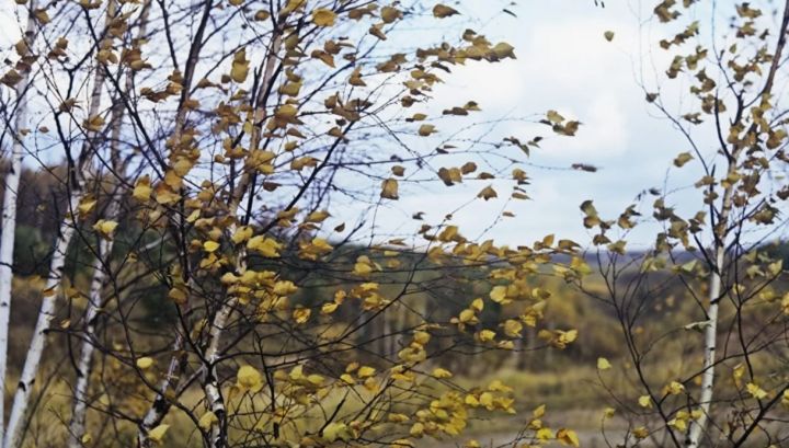 Ветер не утихнет: прогноз погоды в ЛНР и Луганске на 16 сентября