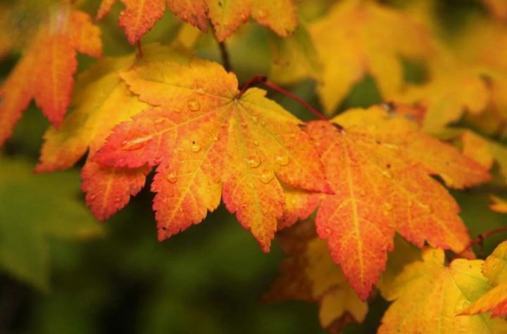 Заморозки отступили: прогноз погоды в ЛНР и Луганске на 22 сентября