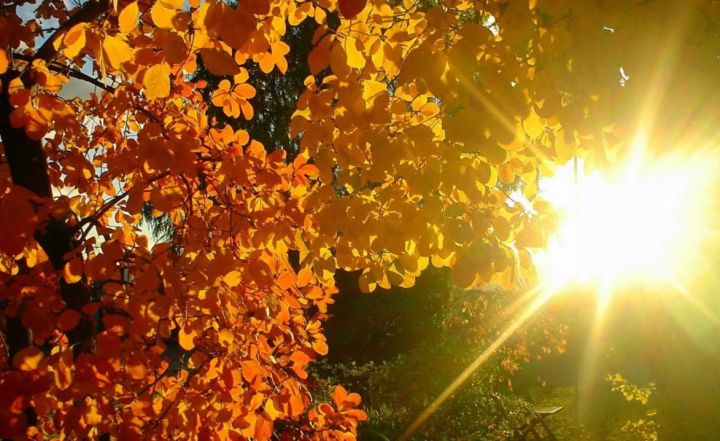 Сухая и жаркая погода сохранится в ЛНР до конца недели: прогноз на 24 сентября