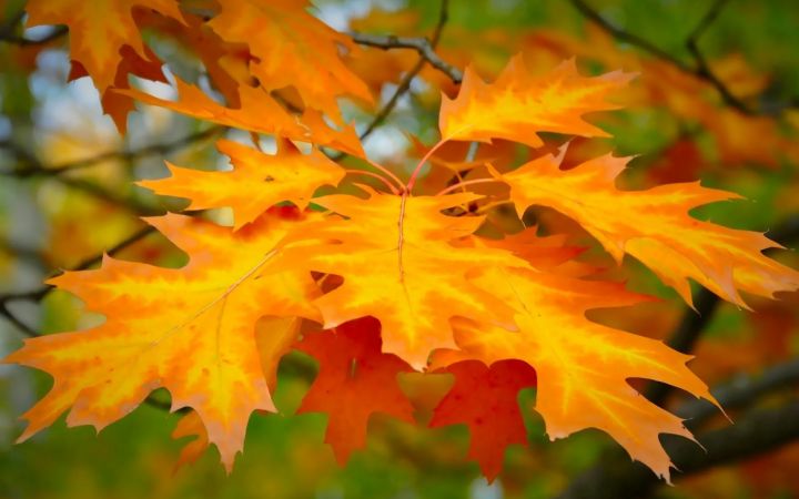 Осень и холода близко: синоптики рассказали о погоде в ЛНР на 25 сентября