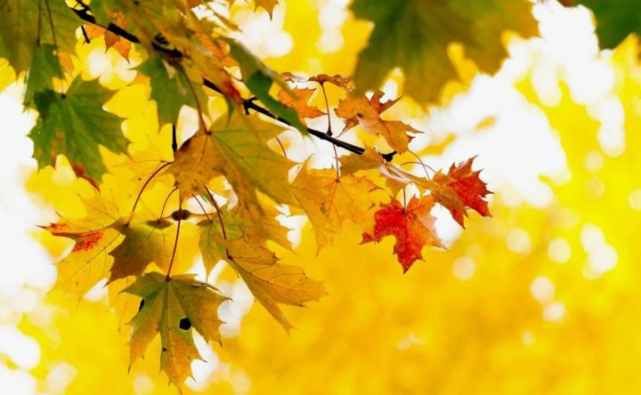 Что для жителей Краснодона значит осень? Результаты опроса