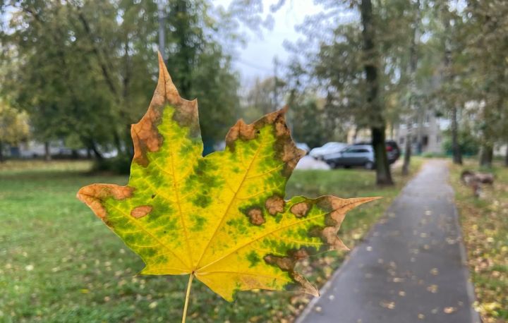 Ветреная и тёплая погода ожидается в ЛНР в первый день октября: прогноз по каждому городу