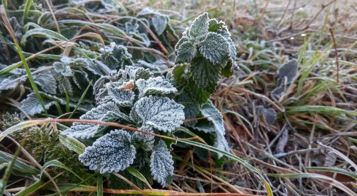 Ночные заморозки вернулись: прогноз погоды в ЛНР на 3 октября