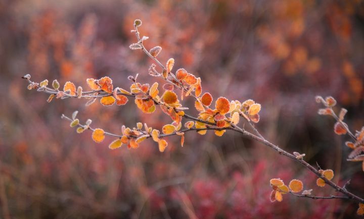 Осень дышит в спину: заморозки до -3° ожидаются в ЛНР 4 октября